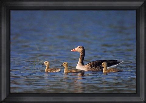 Framed Greylag Goose Print