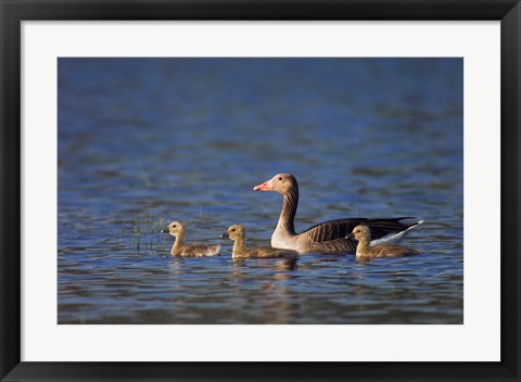 Framed Greylag Goose Print