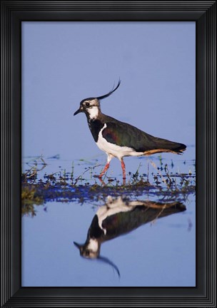Framed Northern Lapwing Butterfly Print