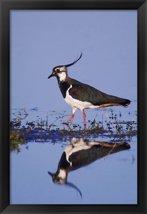 Framed Northern Lapwing Butterfly Print