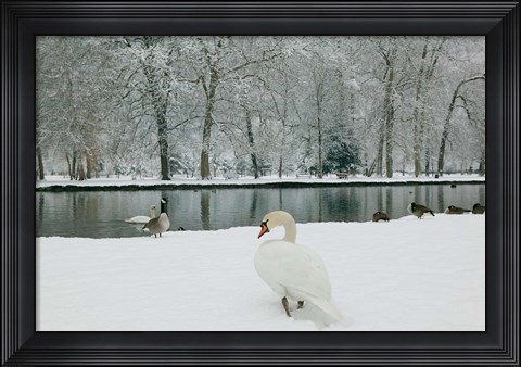 Framed Chateau de Vizille Park, Swan Lake Print