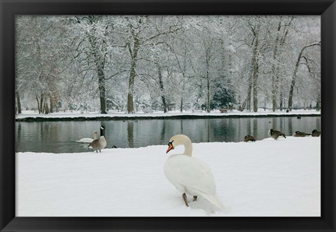 Framed Chateau de Vizille Park, Swan Lake Print