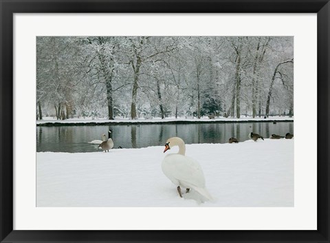 Framed Chateau de Vizille Park, Swan Lake Print