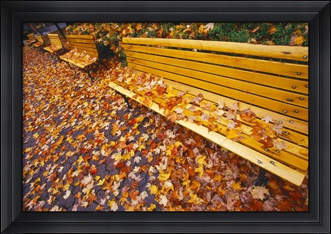 Framed Quebec City Park Bench in Fall Print