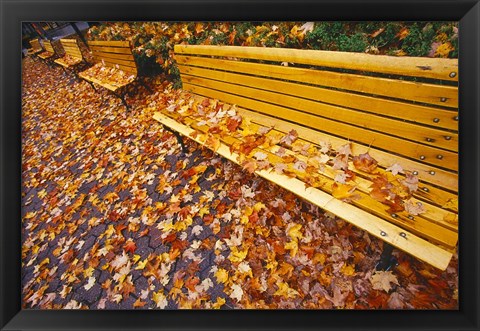 Framed Quebec City Park Bench in Fall Print