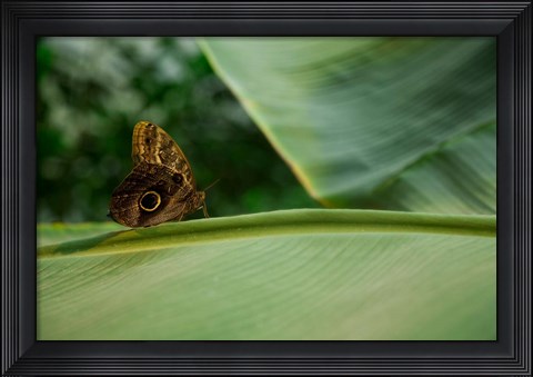 Framed Butterfly on a Leaf Print