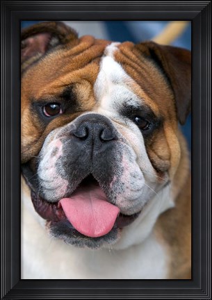 Framed English Bulldog in Belgium Print