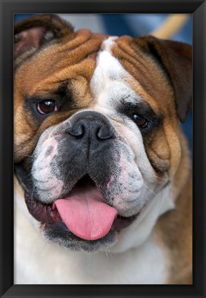 Framed English Bulldog in Belgium Print