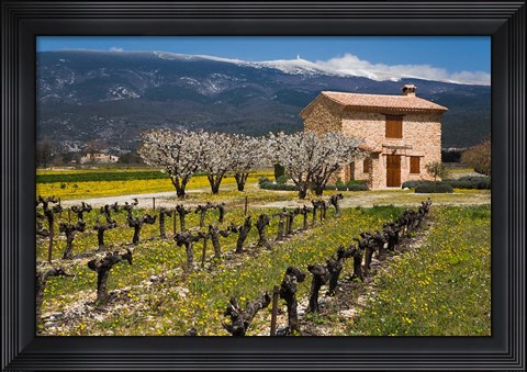 Framed Stone House and Vineyard, Mt Ventoux Print
