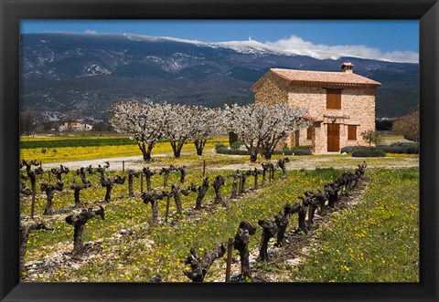 Framed Stone House and Vineyard, Mt Ventoux Print