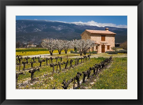 Framed Stone House and Vineyard, Mt Ventoux Print