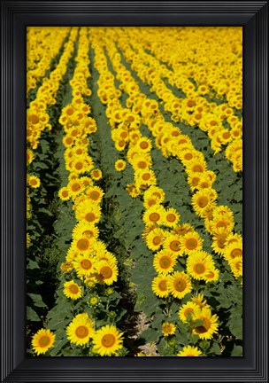 Framed Sunflowers, Provence, France Print