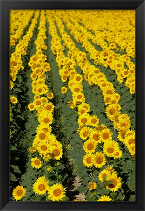 Framed Sunflowers, Provence, France Print