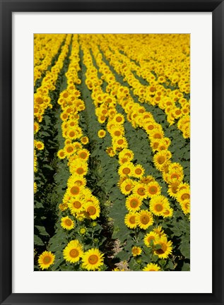 Framed Sunflowers, Provence, France Print