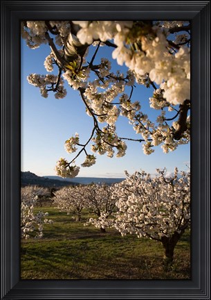 Framed Cherry Blossoms in France Print