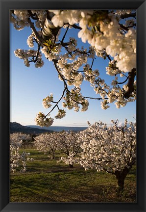 Framed Cherry Blossoms in France Print