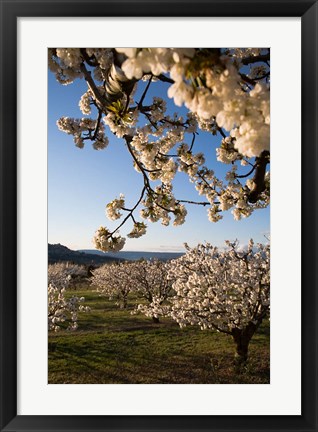 Framed Cherry Blossoms in France Print