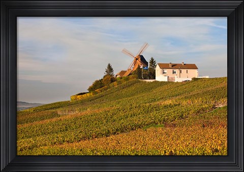 Framed Windmill and Vineyards Print
