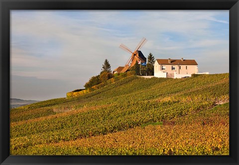 Framed Windmill and Vineyards Print