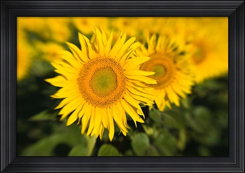 Framed Sunflower Field in France, Provence Print