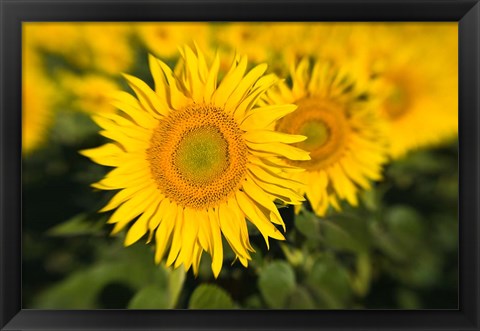 Framed Sunflower Field in France, Provence Print