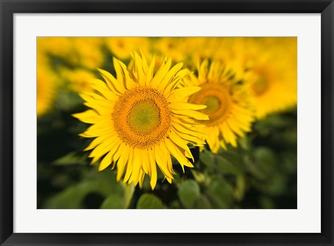 Framed Sunflower Field in France, Provence Print