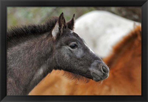 Framed Camargue Horse Foal Print