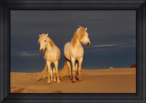 Framed Camargue Horse on Beach at Sunrise Print