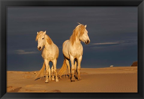 Framed Camargue Horse on Beach at Sunrise Print