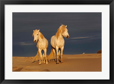Framed Camargue Horse on Beach at Sunrise Print