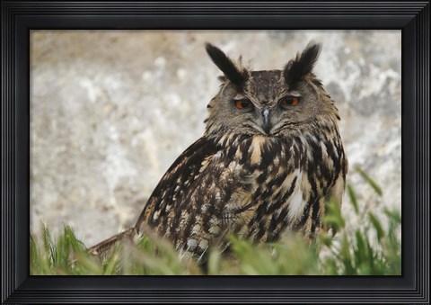 Framed Eagle Owl, France Print