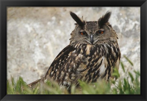 Framed Eagle Owl, France Print