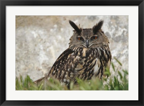 Framed Eagle Owl, France Print