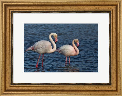 Framed Greater Flamingo bird, Camargue, France Print