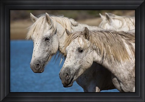 Framed Camargue Horses Run through Water Print