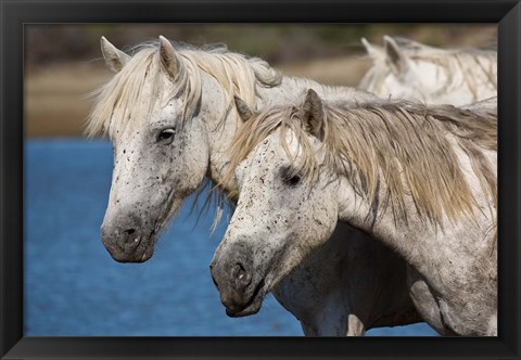 Framed Camargue Horses Run through Water Print