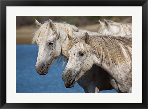 Framed Camargue Horses Run through Water Print