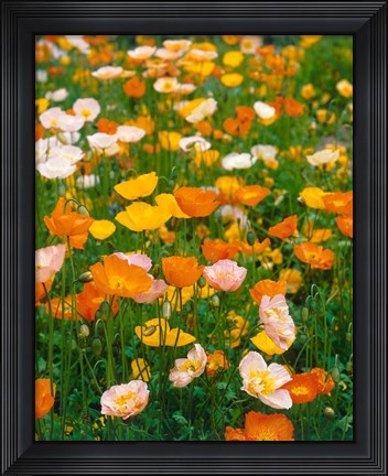 Framed Poppies, France Print