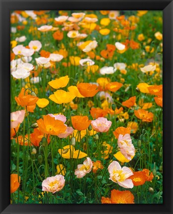 Framed Poppies, France Print