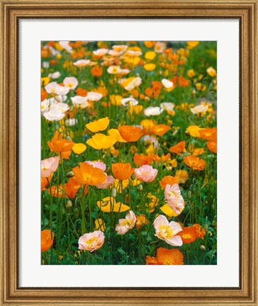 Framed Poppies, France Print