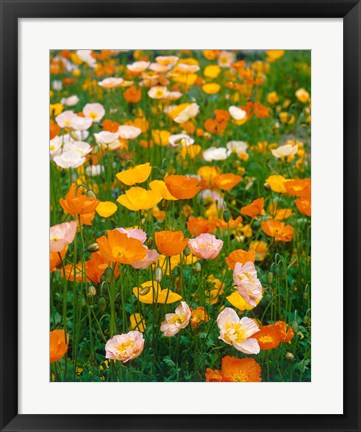 Framed Poppies, France Print