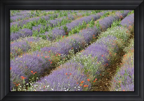 Framed Rows of Lavender in France Print