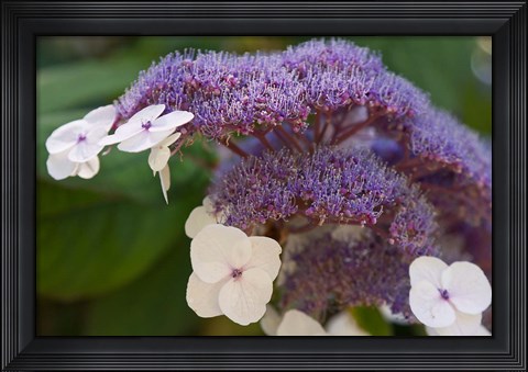 Framed Hydrangea Bloom at Dr Sun Yat-Sen Chinese Garden Print