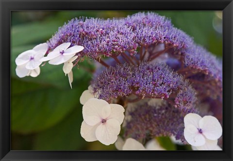 Framed Hydrangea Bloom at Dr Sun Yat-Sen Chinese Garden Print