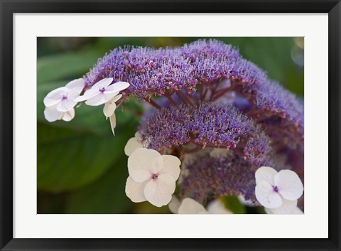 Framed Hydrangea Bloom at Dr Sun Yat-Sen Chinese Garden Print