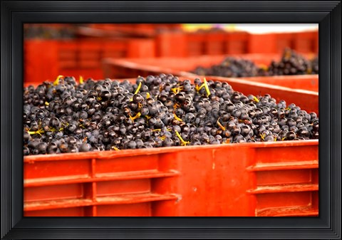 Framed Gamay Vineyard, Georges Duboeuf Print