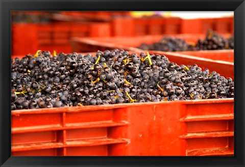 Framed Gamay Vineyard, Georges Duboeuf Print