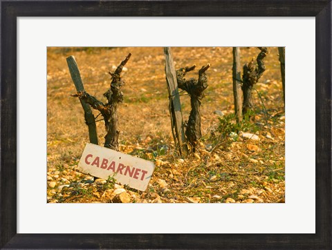 Framed La Truffe de Ventoux, Provence, France Print
