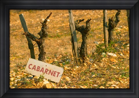 Framed La Truffe de Ventoux, Provence, France Print