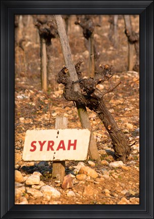 Framed Syrah Vine and Sign at La Truffe de Ventoux Truffle Farm Print
